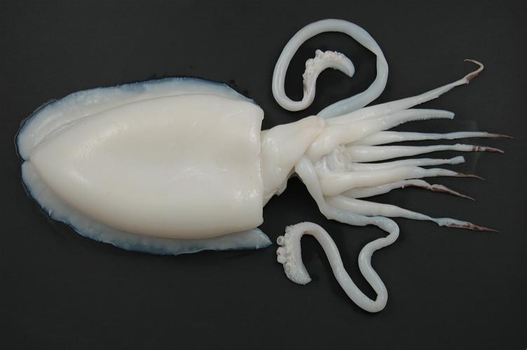 Seafood